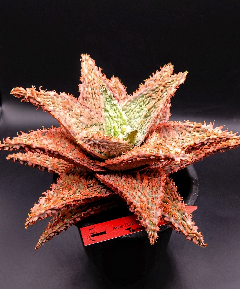現品大株】アロエ ハイブリッド 'テンプラ' Aloe hybrid Tempura 現品大株】アロエ ハイブリッド 'テンプラ' Aloe hybrid Tempura
