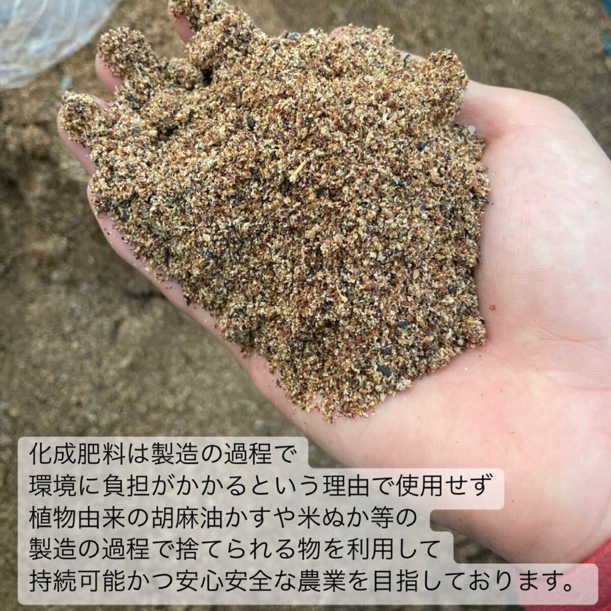 無農薬お茶 【簡単パウダータイプ】華やかな香りと上品な苦味