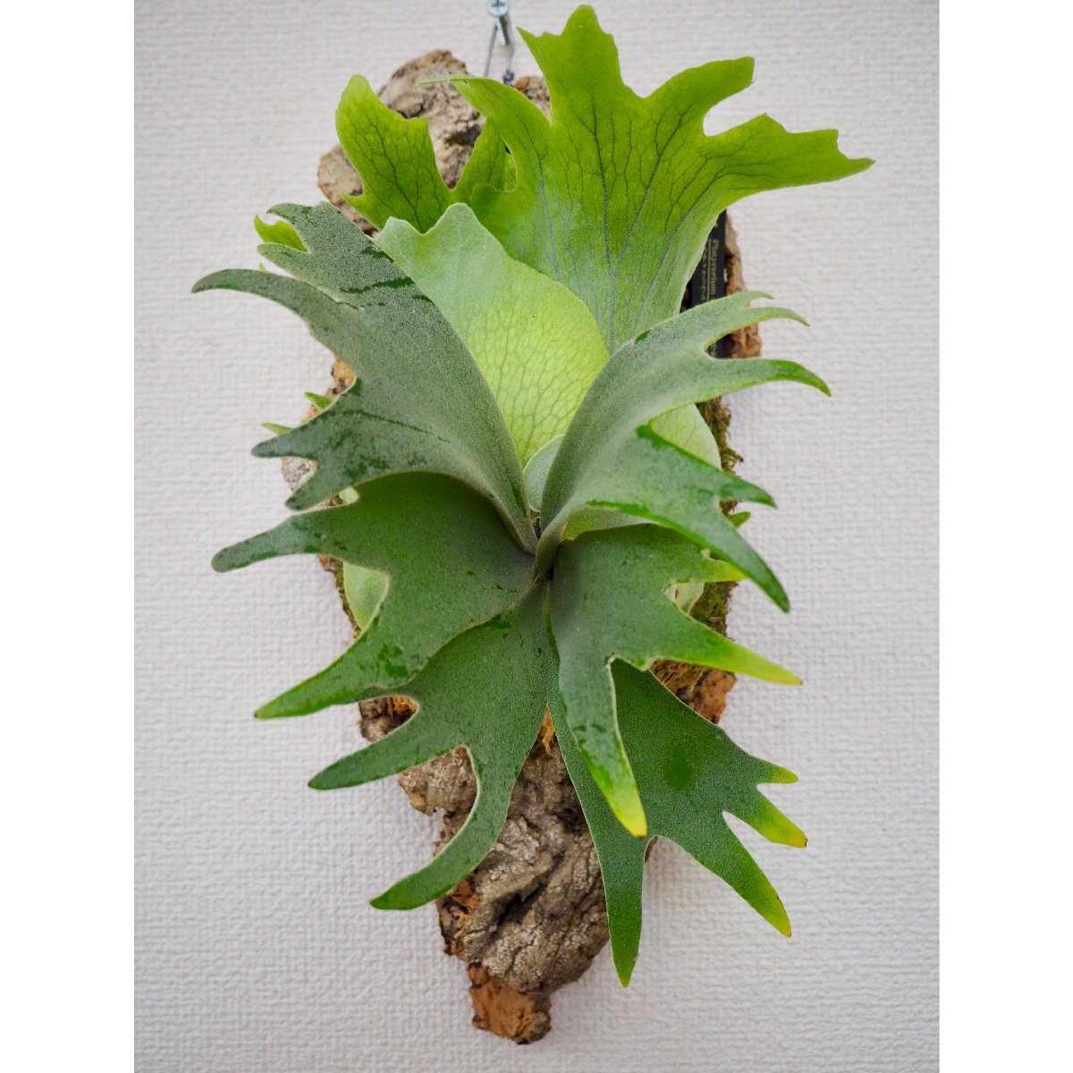 P.willinckii '月光爪哇' (OZMAN) プラティケリウム P.willinckii '月光爪哇' (OZMAN) プラティケリウム