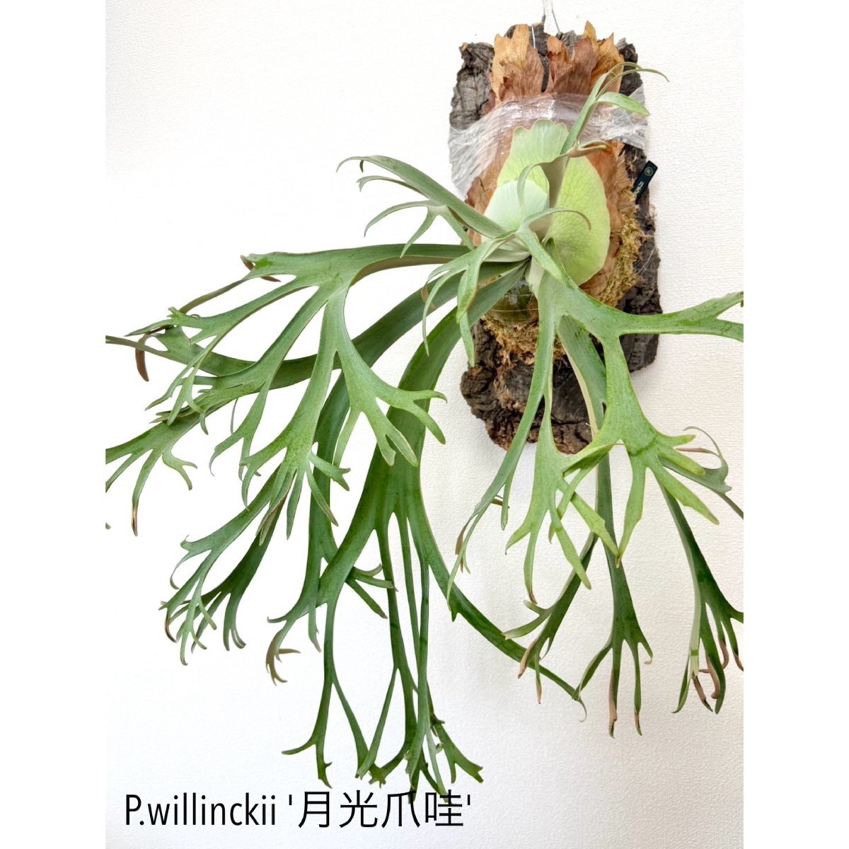 P.willinckii '月光爪哇' (OZMAN) プラティケリウム P.willinckii '月光爪哇' (OZMAN) プラティケリウム