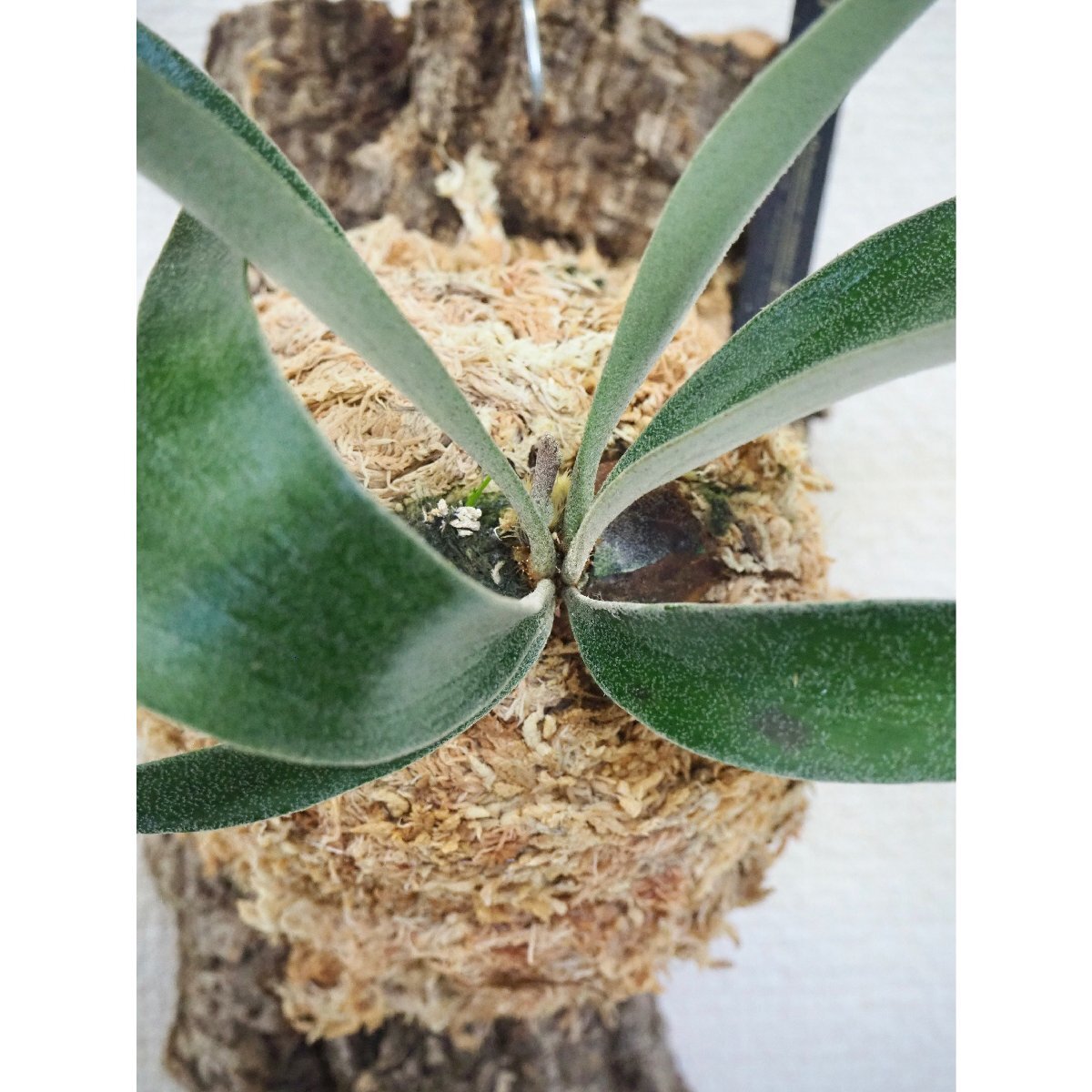 P.alcicorne Madagascar compact (dwarf) (OZMAN) プラティケ P.alcicorne Madagascar compact (dwarf) (OZMAN) プラティケ
