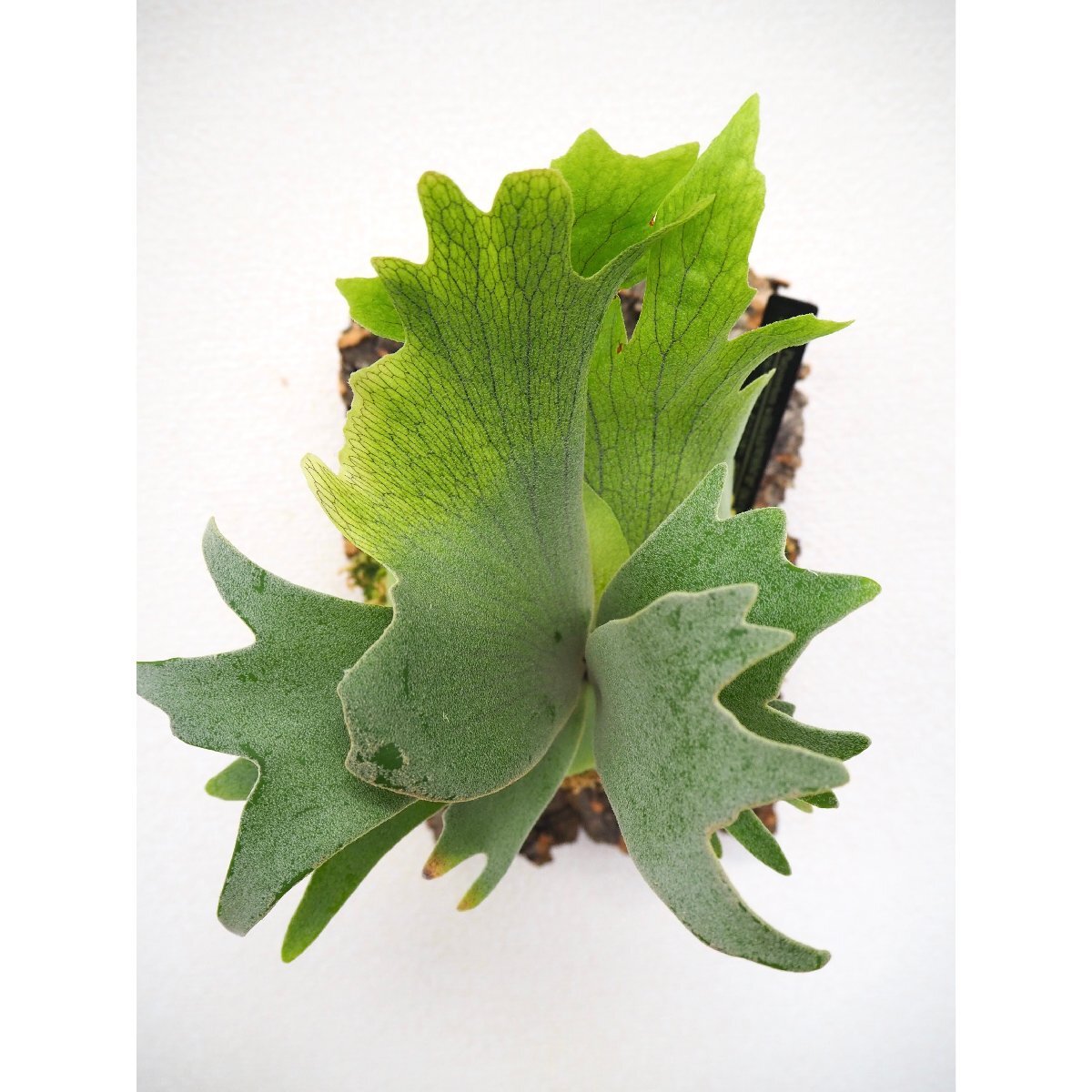 P.willinckii '月光爪哇' (OZMAN) プラティケリウム P.willinckii '月光爪哇' (OZMAN) プラティケリウム