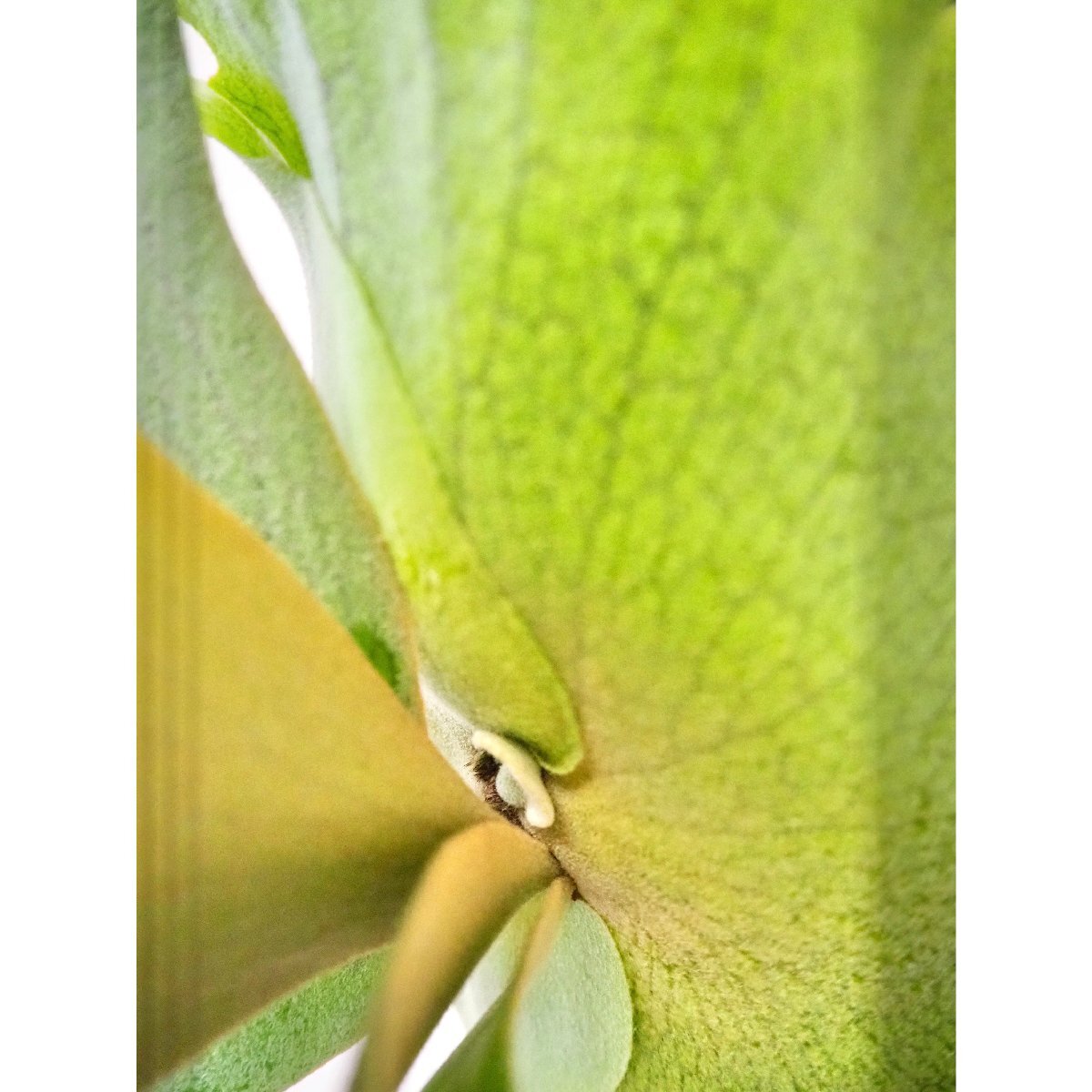 P.willinckii '月光爪哇' (OZMAN) プラティケリウム P.willinckii '月光爪哇' (OZMAN) プラティケリウム
