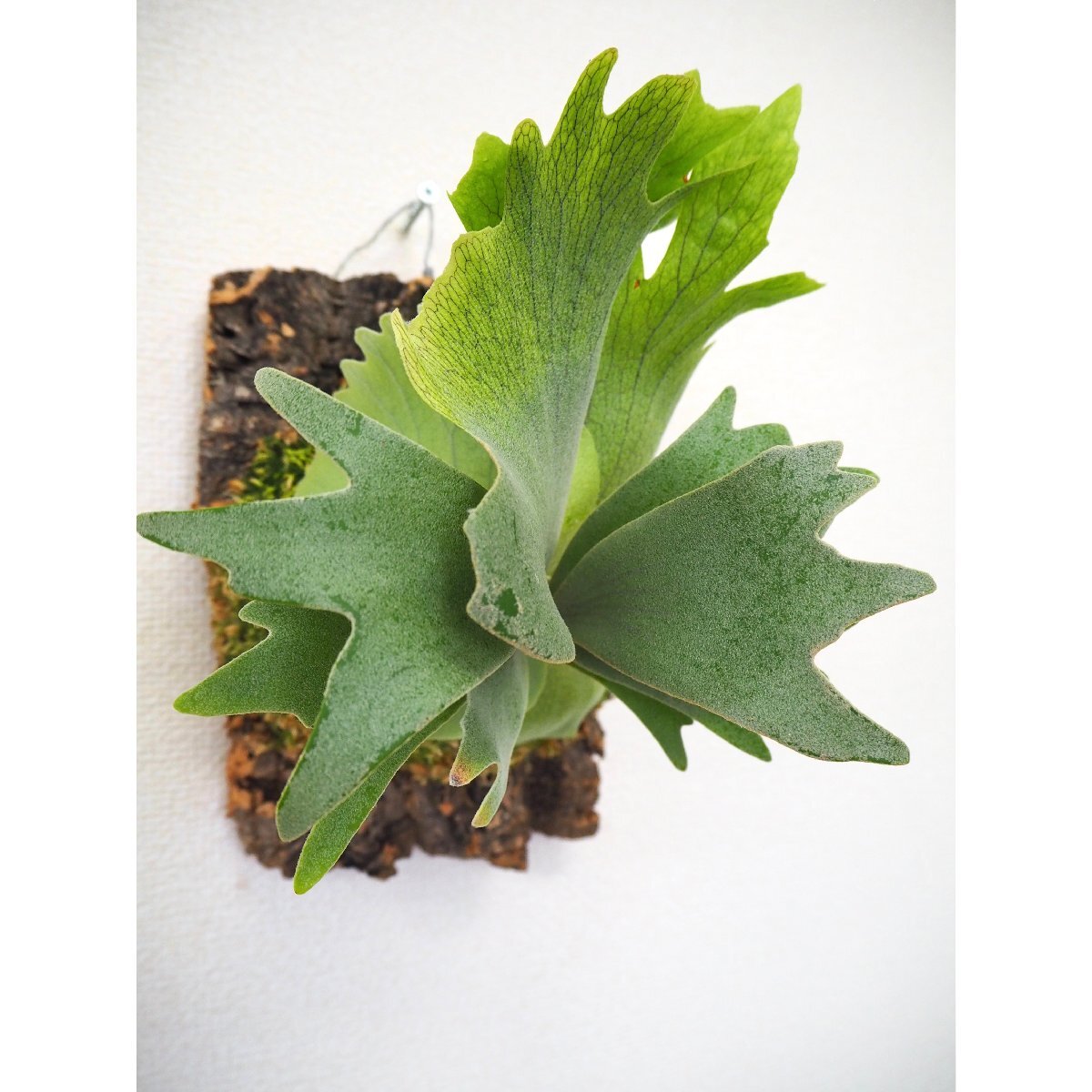 P.willinckii '月光爪哇' (OZMAN) プラティケリウム P.willinckii '月光爪哇' (OZMAN) プラティケリウム