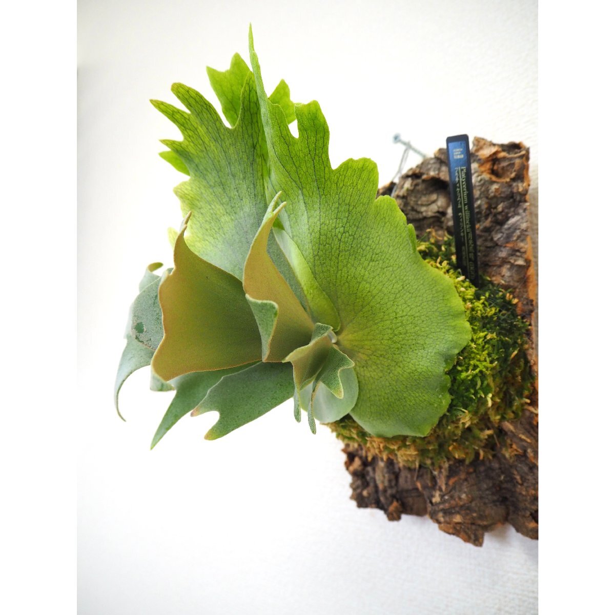 P.willinckii '月光爪哇' (OZMAN) プラティケリウム P.willinckii '月光爪哇' (OZMAN) プラティケリウム