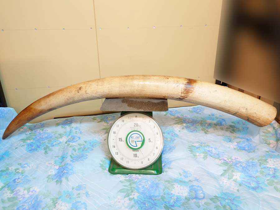 現状品 象牙風 置物 一本物 一本牙 全長約118cm 重量約8.4kg 現状品 象牙風 置物 一本物 一本牙 全長約118cm 重量約8.4kg