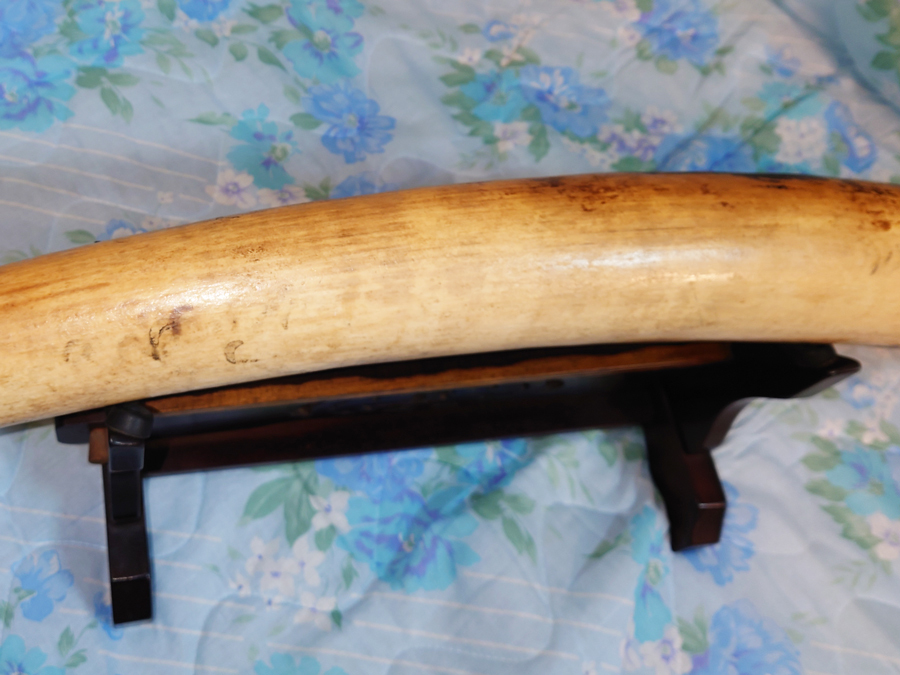 現状品 象牙風 置物 一本物 一本牙 全長約118cm 重量約8.4kg 現状品 象牙風 置物 一本物 一本牙 全長約118cm 重量約8.4kg