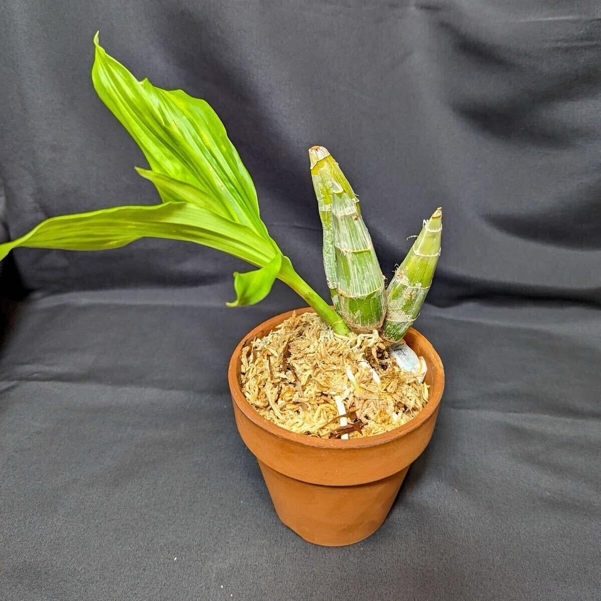 Yahoo!オークション - Clowesetum Penang Waltz タケノコ蘭 開花