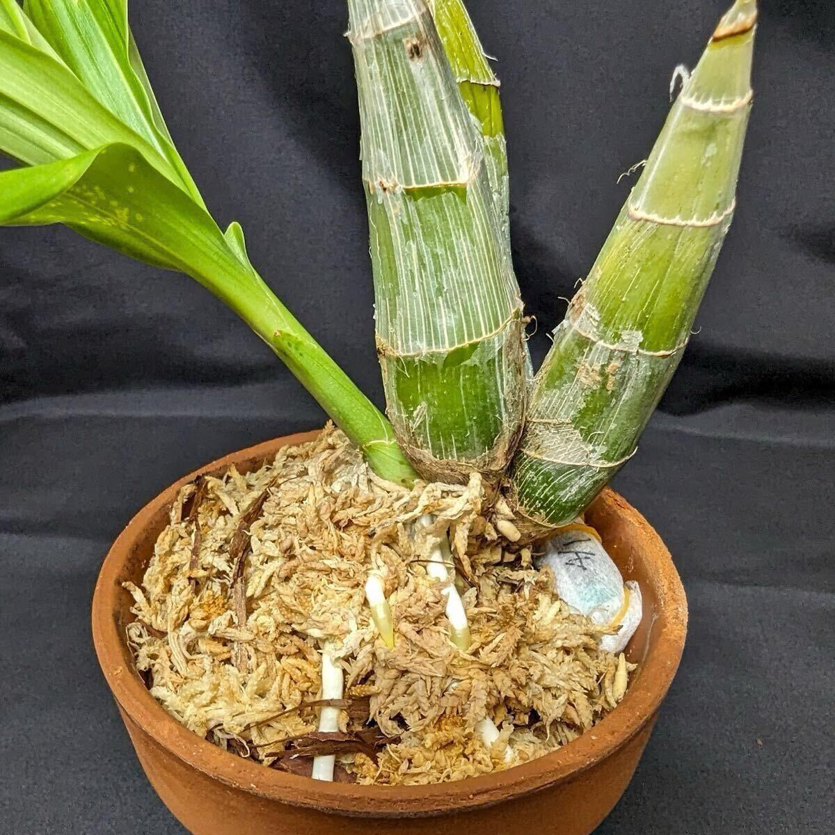 Yahoo!オークション - Clowesetum Penang Waltz タケノコ蘭 開花