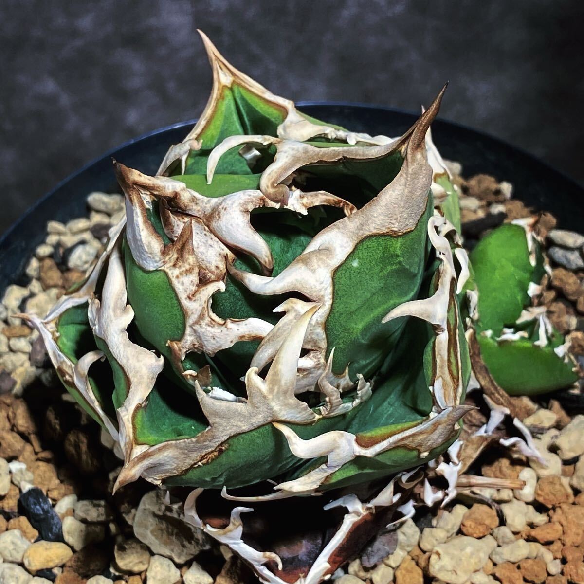 Cok コック 子株 アガベ チタノタ オテロイagave titanota Cok コック 子株 アガベ チタノタ オテロイagave titanota