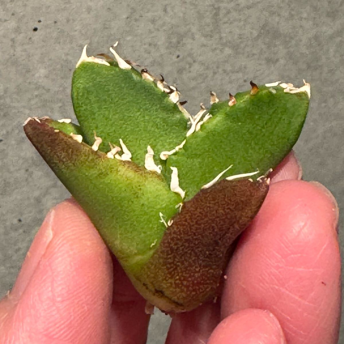 Cok コック 子株 アガベ チタノタ オテロイagave titanota Cok コック 子株 アガベ チタノタ オテロイagave titanota