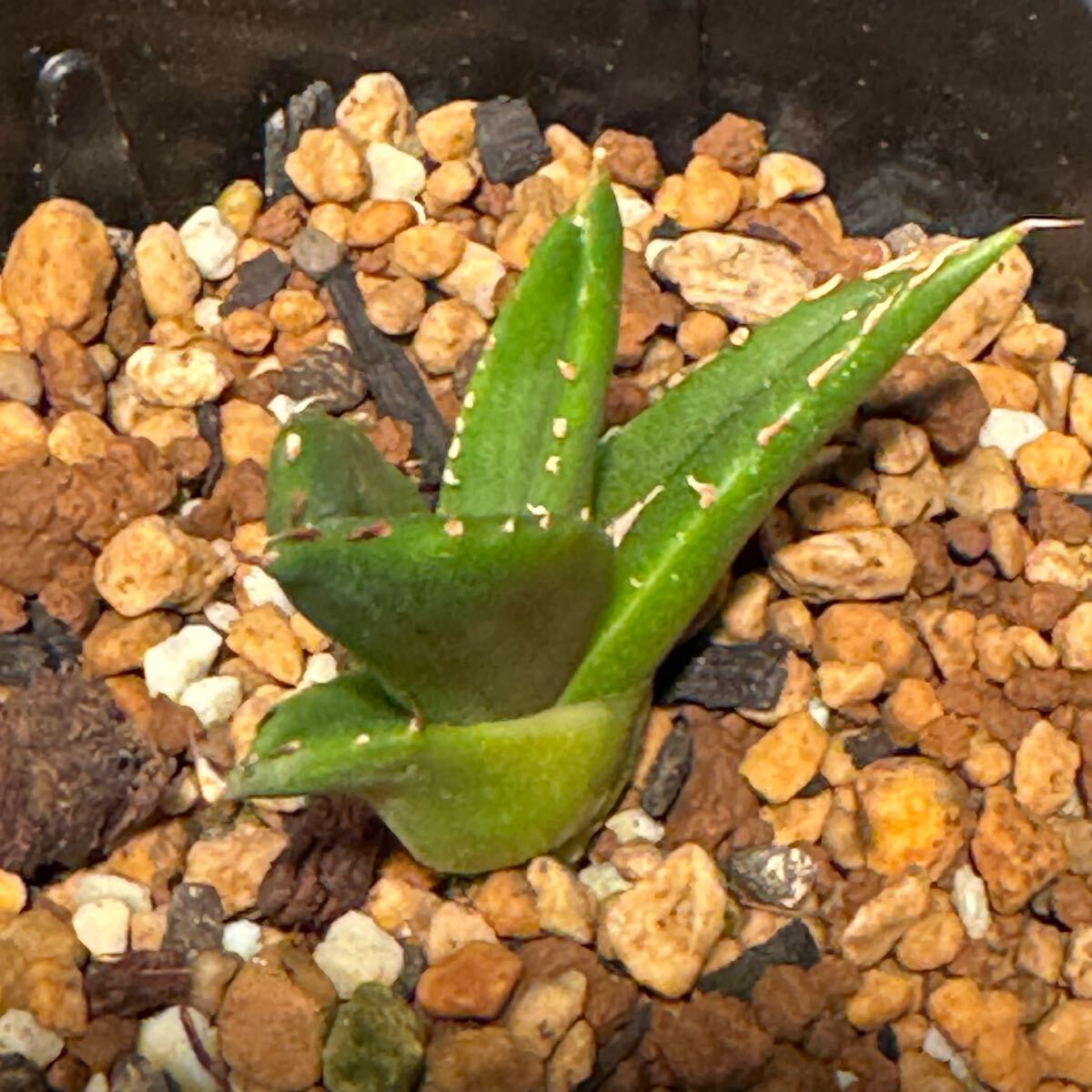 オアハカ強棘 子株 発根済み アガベ チタノタ オテロイ agave オアハカ強棘 子株 発根済み アガベ チタノタ オテロイ agave