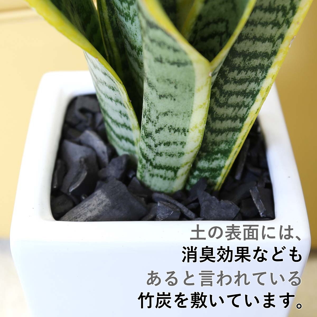 観葉植物　空気を浄化するといわれているサンスベリアのホワイト陶器鉢 6號「ストレート」 土の表面：竹炭タイプ 送料無料
