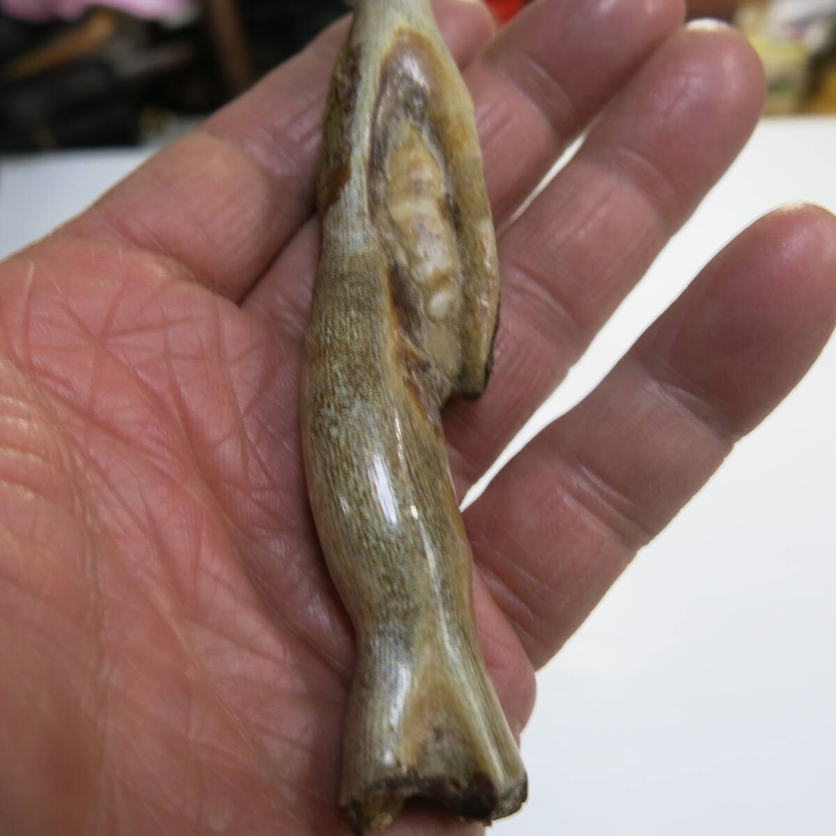 昭和レトロ 大自然の神秘 海松 深海松 艶あり 根付 貴重品 長さ 昭和レトロ 大自然の神秘 海松 深海松 艶あり 根付 貴重品 長さ