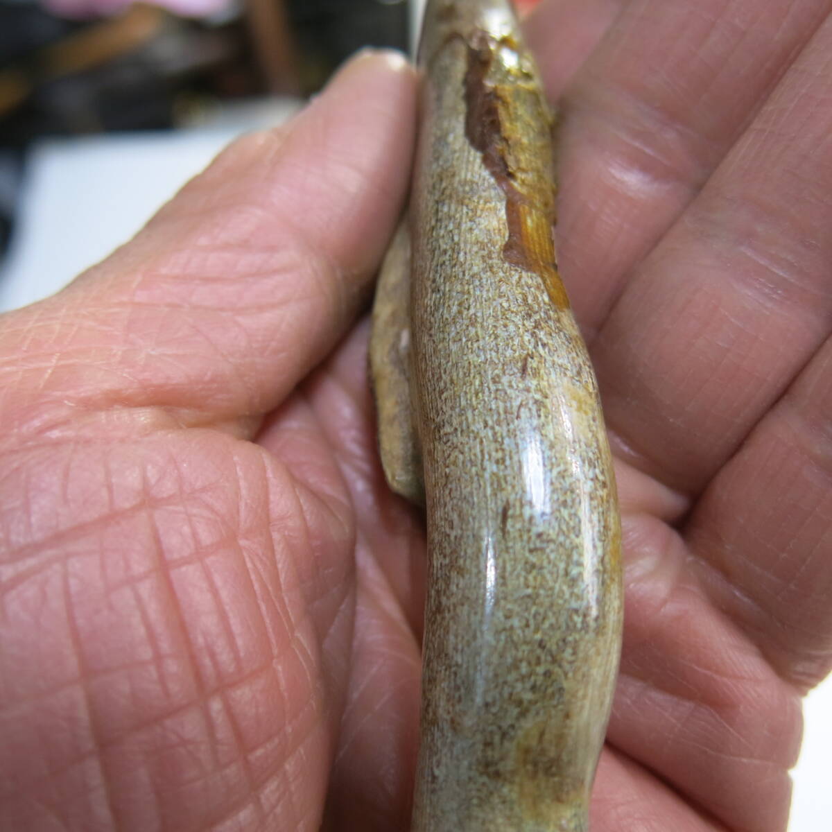 昭和レトロ 大自然の神秘 海松 深海松 艶あり 根付 貴重品 長さ 昭和レトロ 大自然の神秘 海松 深海松 艶あり 根付 貴重品 長さ