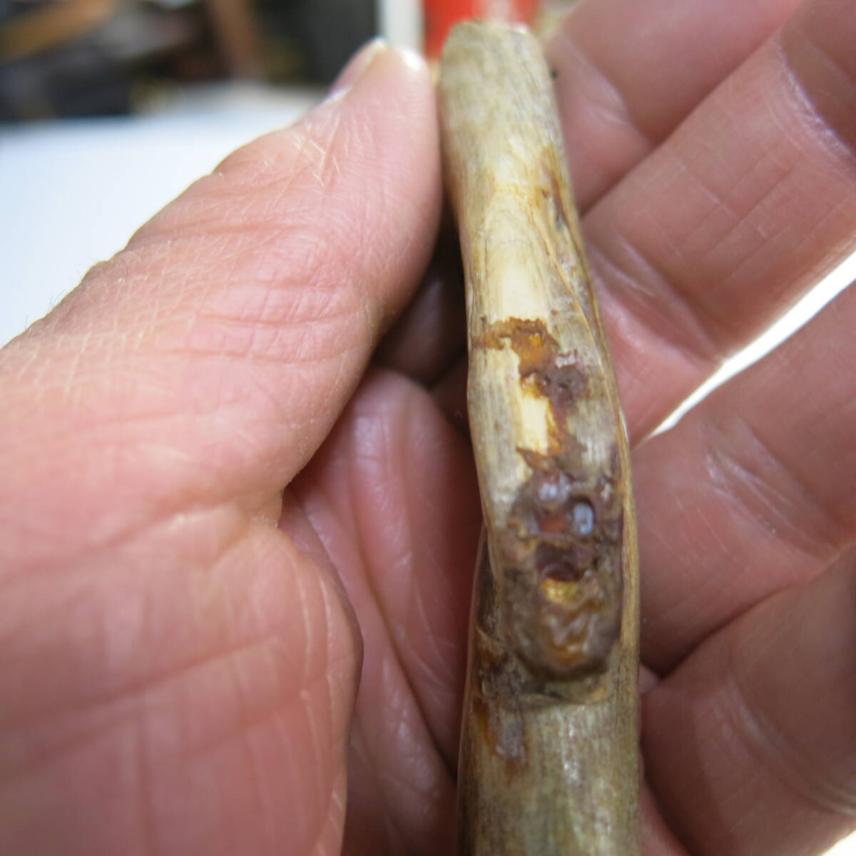 昭和レトロ 大自然の神秘 海松 深海松 艶あり 根付 貴重品 長さ 昭和レトロ 大自然の神秘 海松 深海松 艶あり 根付 貴重品 長さ