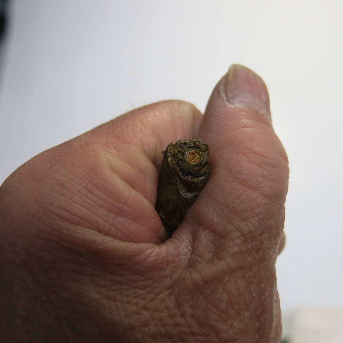 昭和レトロ 大自然の神秘 海松 深海松 艶あり 根付 貴重品 長さ 昭和レトロ 大自然の神秘 海松 深海松 艶あり 根付 貴重品 長さ