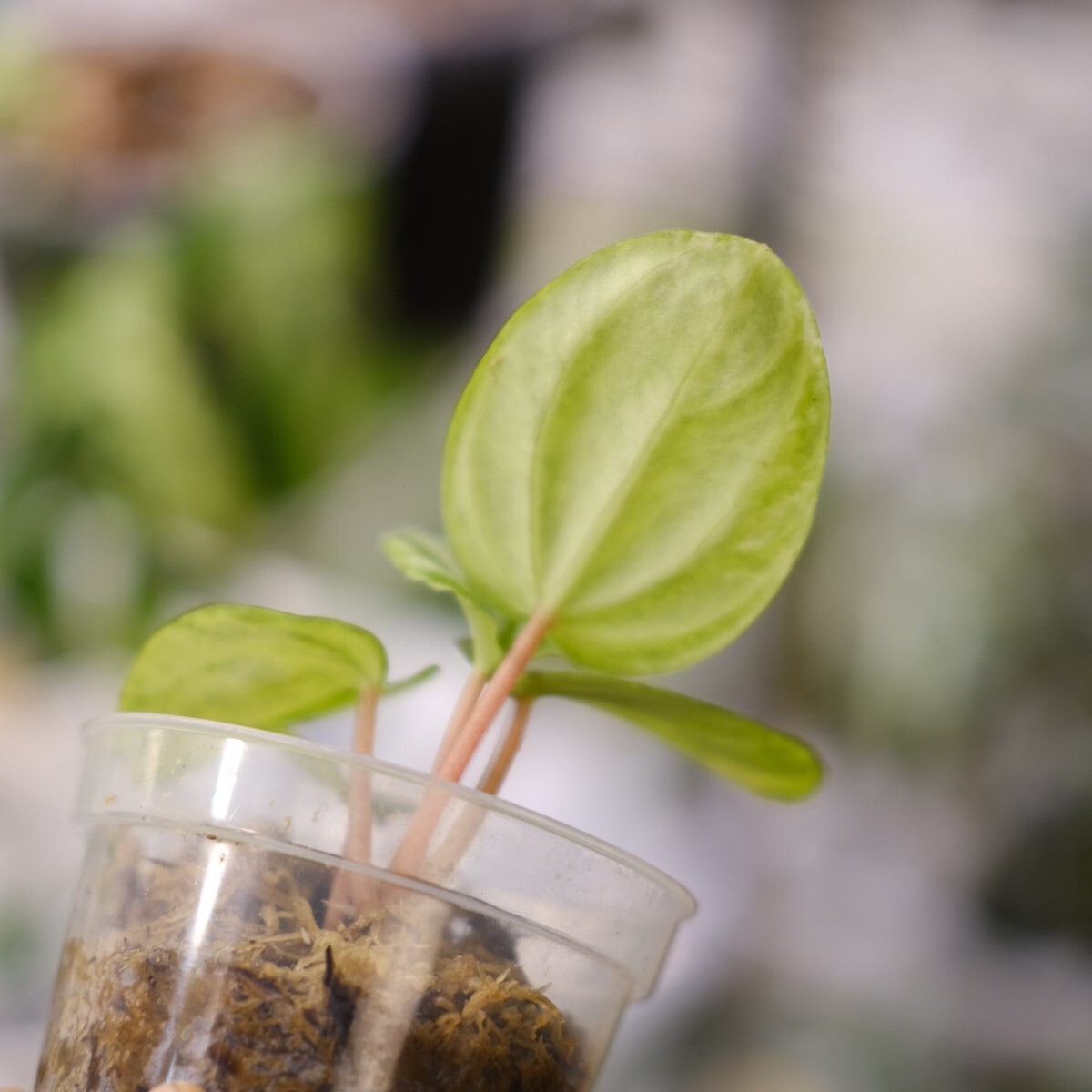 Peperomia argyreia variegated / 極斑入り スイカペペロニア Peperomia argyreia variegated / 極斑入り スイカペペロニア
