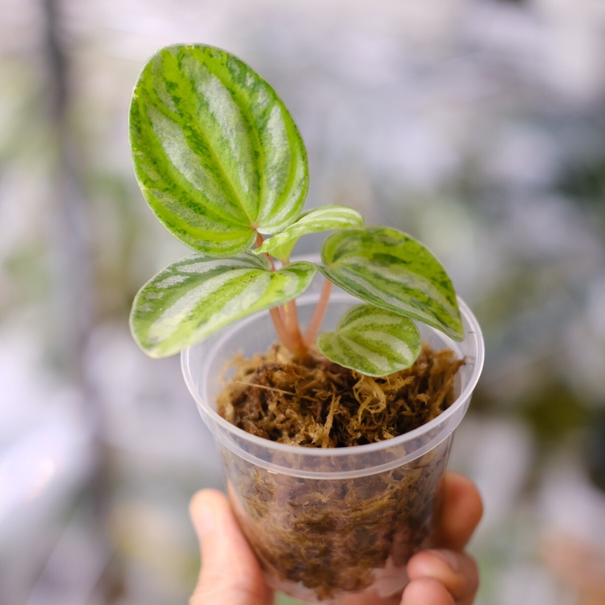 Peperomia argyreia variegated / 極斑入り スイカペペロニア Peperomia argyreia variegated / 極斑入り スイカペペロニア