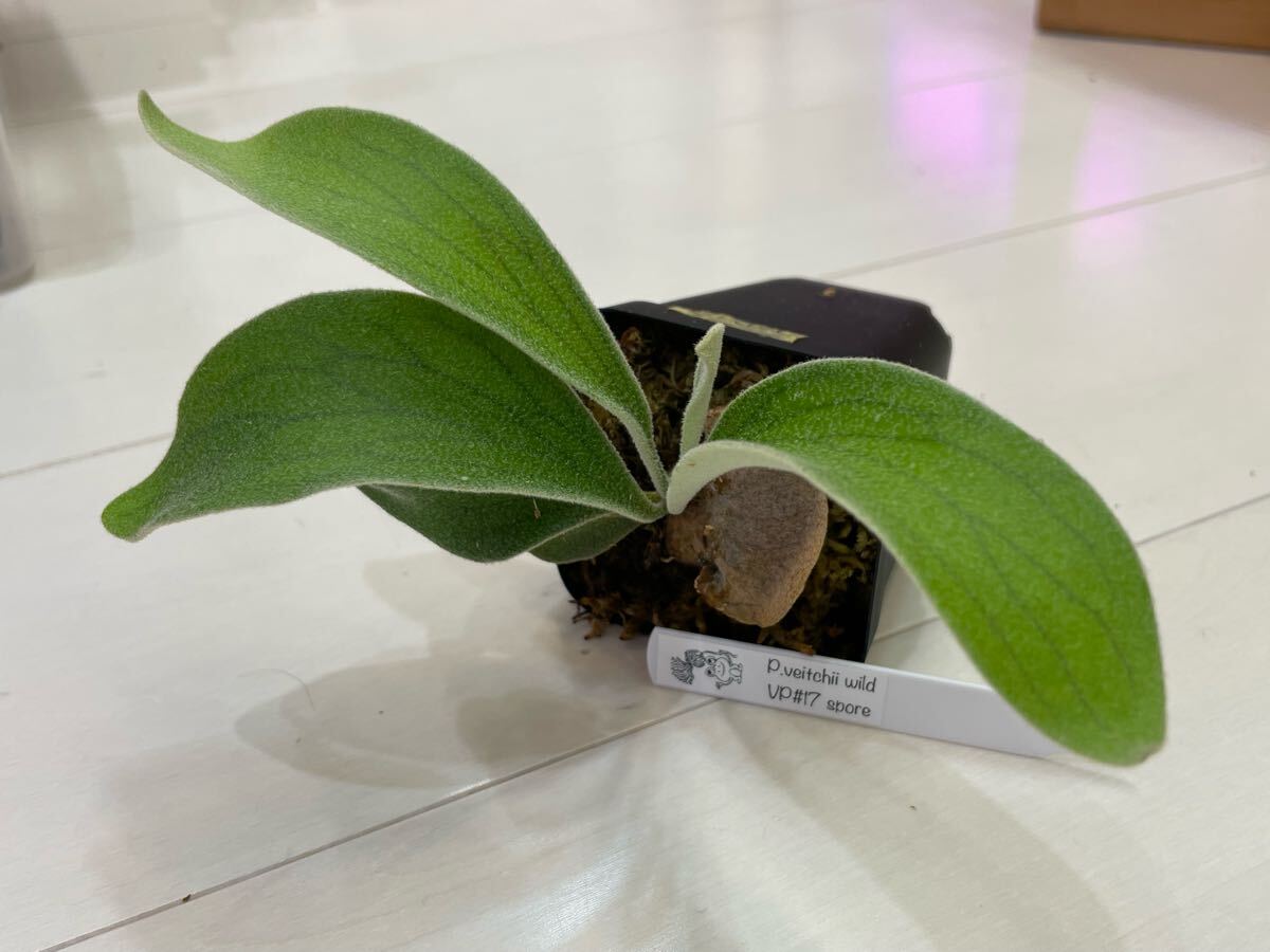 2025年最新】Yahoo!オークション -ビカクシダ ベイチー(観葉植物 2025年最新】Yahoo!オークション -ビカクシダ ベイチー(観葉植物