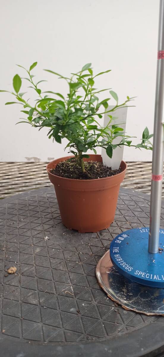 item_image_4