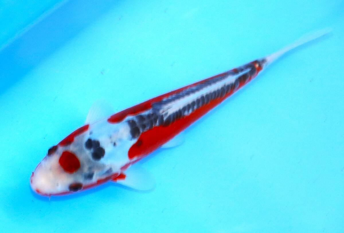 ☆妙高錦鯉 春の当歳魚市 14-6 秋翠 22センチ 優良個体 ☆妙高錦鯉 春の当歳魚市 14-6 秋翠 22センチ 優良個体
