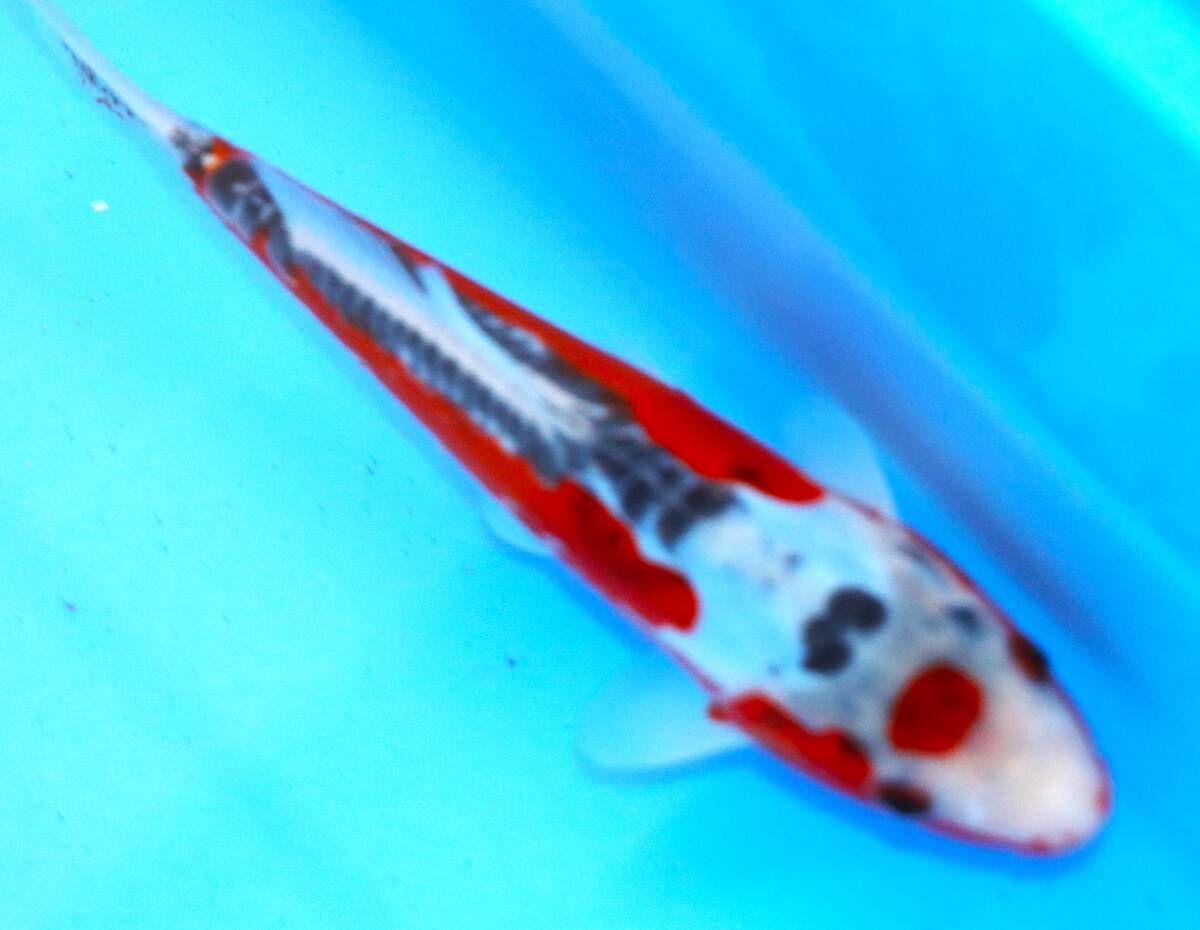 ☆妙高錦鯉 春の当歳魚市 14-6 秋翠 22センチ 優良個体 ☆妙高錦鯉 春の当歳魚市 14-6 秋翠 22センチ 優良個体