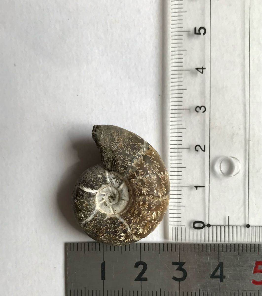 マダガスカル産直輸入、アンモナイト化石 プゾシア3.2cm 11g マダガスカル産直輸入、アンモナイト化石 プゾシア3.2cm 11g