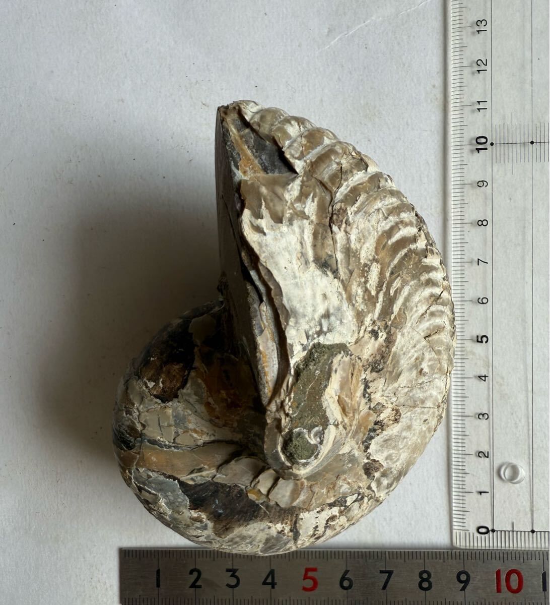マダガスカル産キマトセラス、オウムガイノーチラス マダガスカル産キマトセラス、オウムガイノーチラス