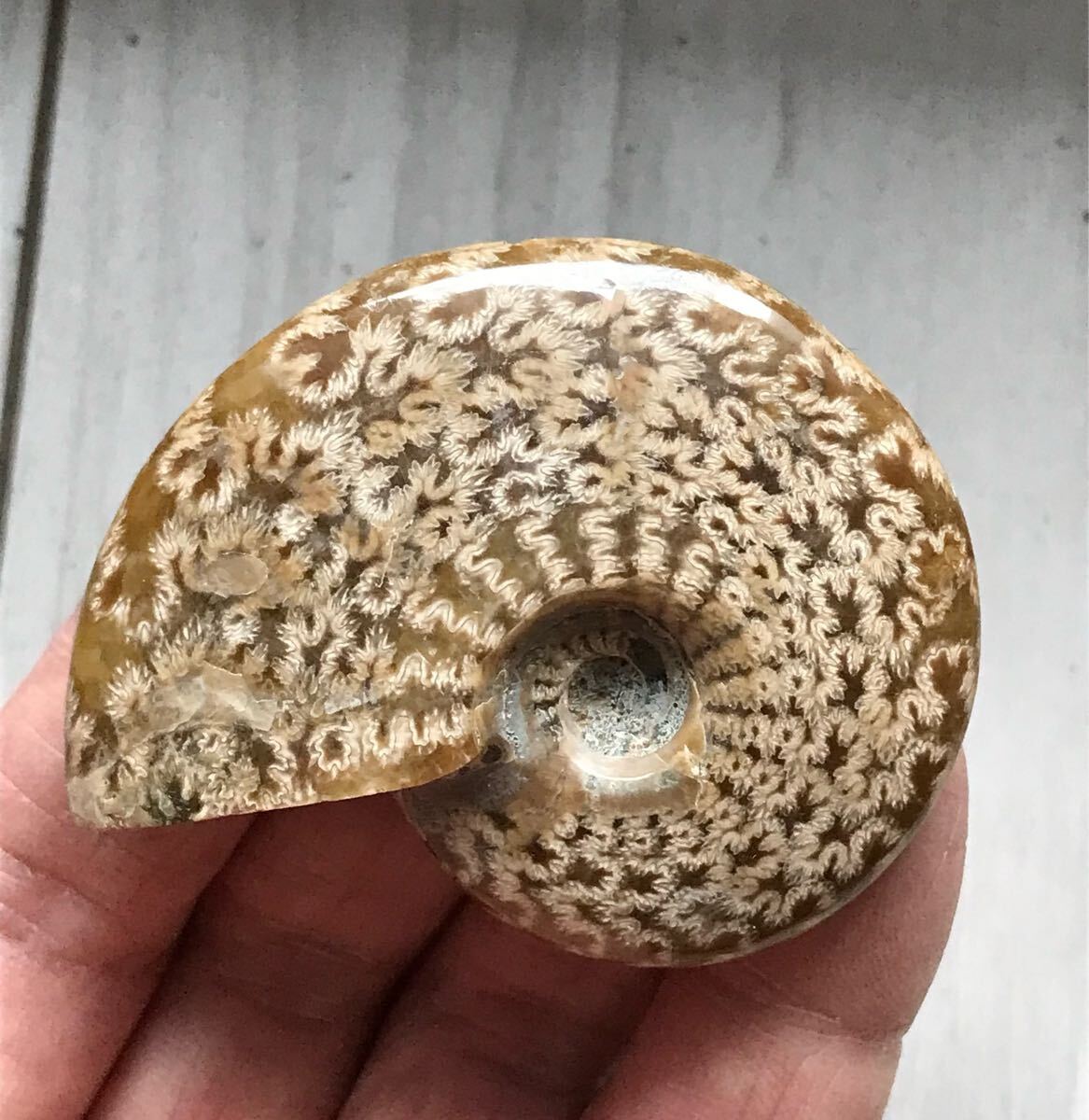 マダガスカル産直輸入、縫合線の浮き出るアンモナイト化石 5.7cm マダガスカル産直輸入、縫合線の浮き出るアンモナイト化石 5.7cm