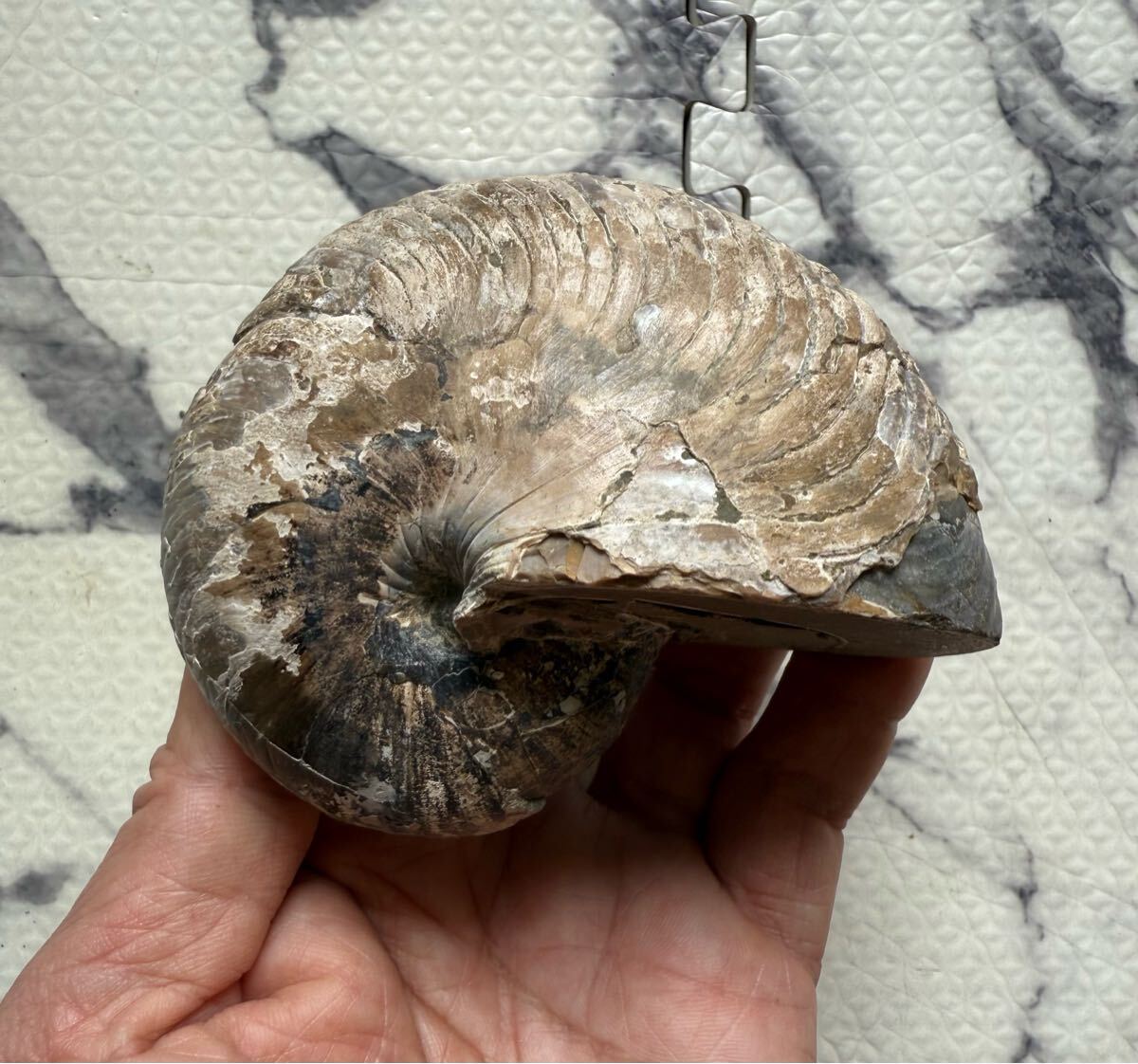 マダガスカル産キマトセラス、オウムガイノーチラス マダガスカル産キマトセラス、オウムガイノーチラス