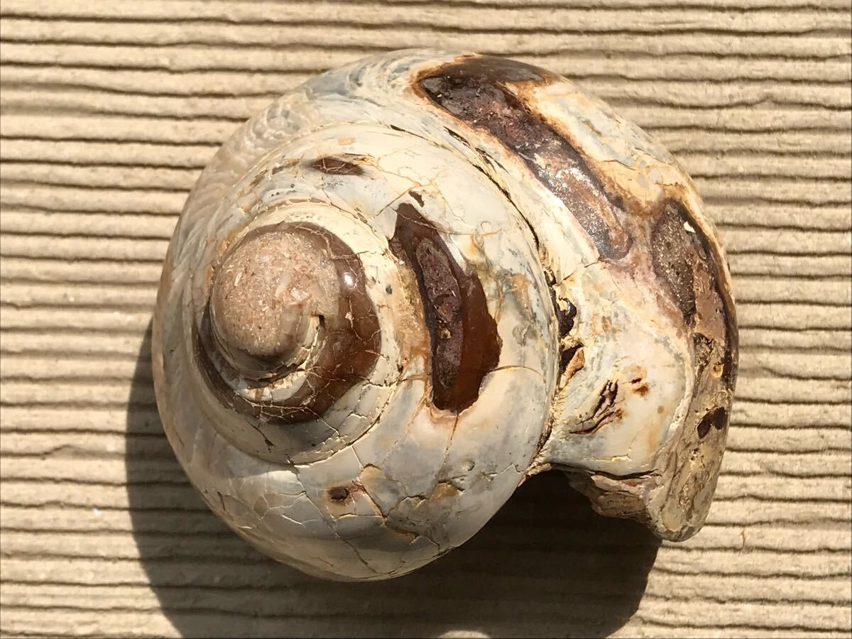 マダガスカル産 巻貝の化石 茶褐色個体 格安 217g、高さ7.4cm、1 マダガスカル産 巻貝の化石 茶褐色個体 格安 217g、高さ7.4cm、1