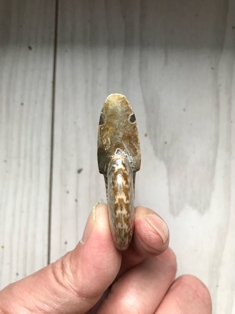 マダガスカル産直輸入、縫合線の浮き出るアンモナイト化石 5.7cm マダガスカル産直輸入、縫合線の浮き出るアンモナイト化石 5.7cm