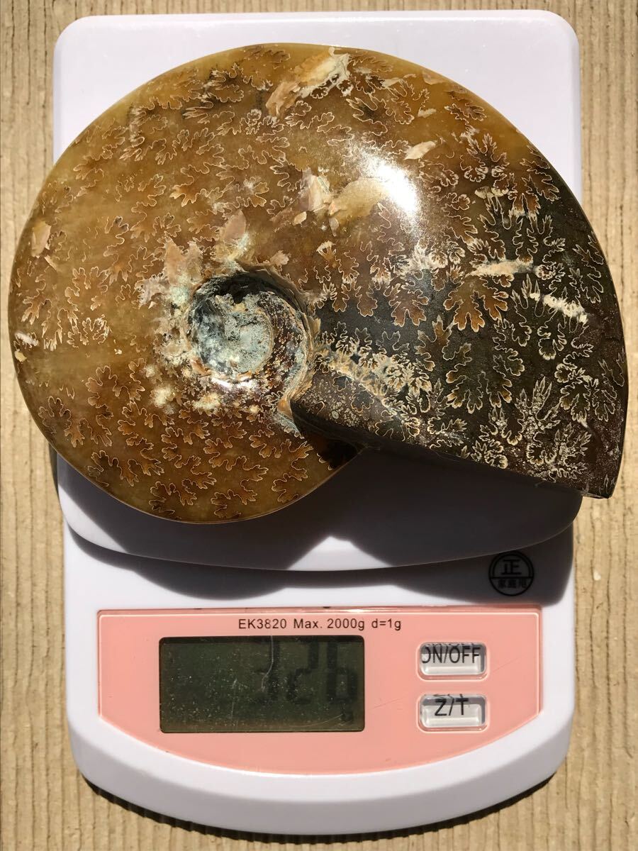 マダガスカル産直輸入、縫合線の浮き出るアンモナイト化石 11.5 マダガスカル産直輸入、縫合線の浮き出るアンモナイト化石 11.5