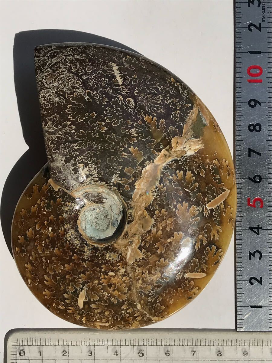 マダガスカル産直輸入、縫合線の浮き出るアンモナイト化石 11.5 マダガスカル産直輸入、縫合線の浮き出るアンモナイト化石 11.5