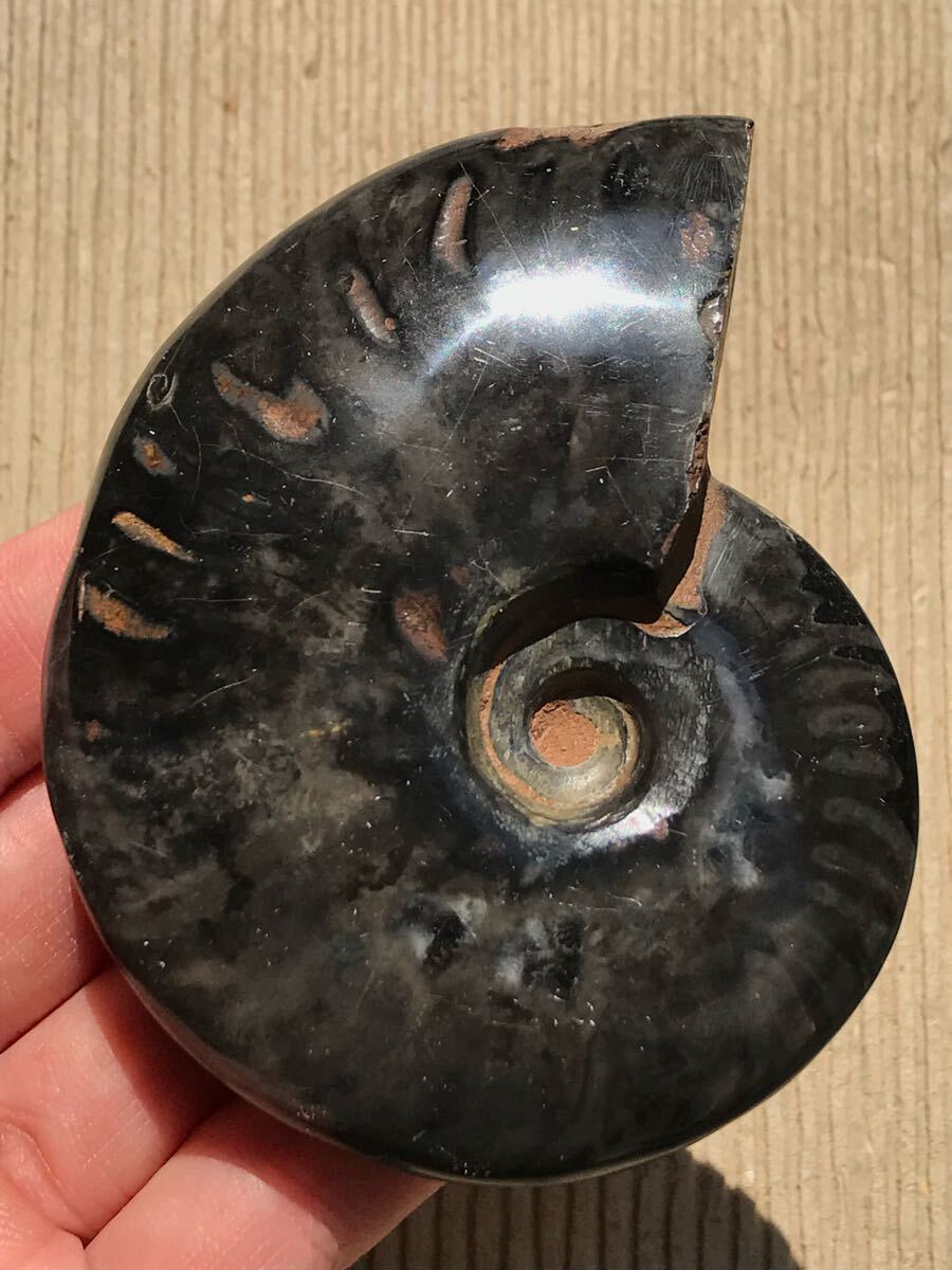 マダガスカル産新地層産ブラックアンモナイト 120g 8.2cm 1円 マダガスカル産新地層産ブラックアンモナイト 120g 8.2cm 1円