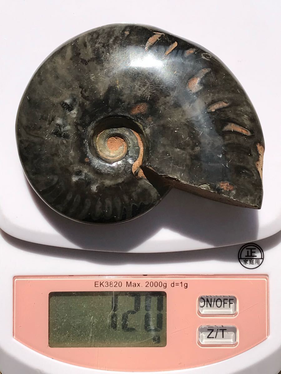 マダガスカル産新地層産ブラックアンモナイト 120g 8.2cm 1円 マダガスカル産新地層産ブラックアンモナイト 120g 8.2cm 1円