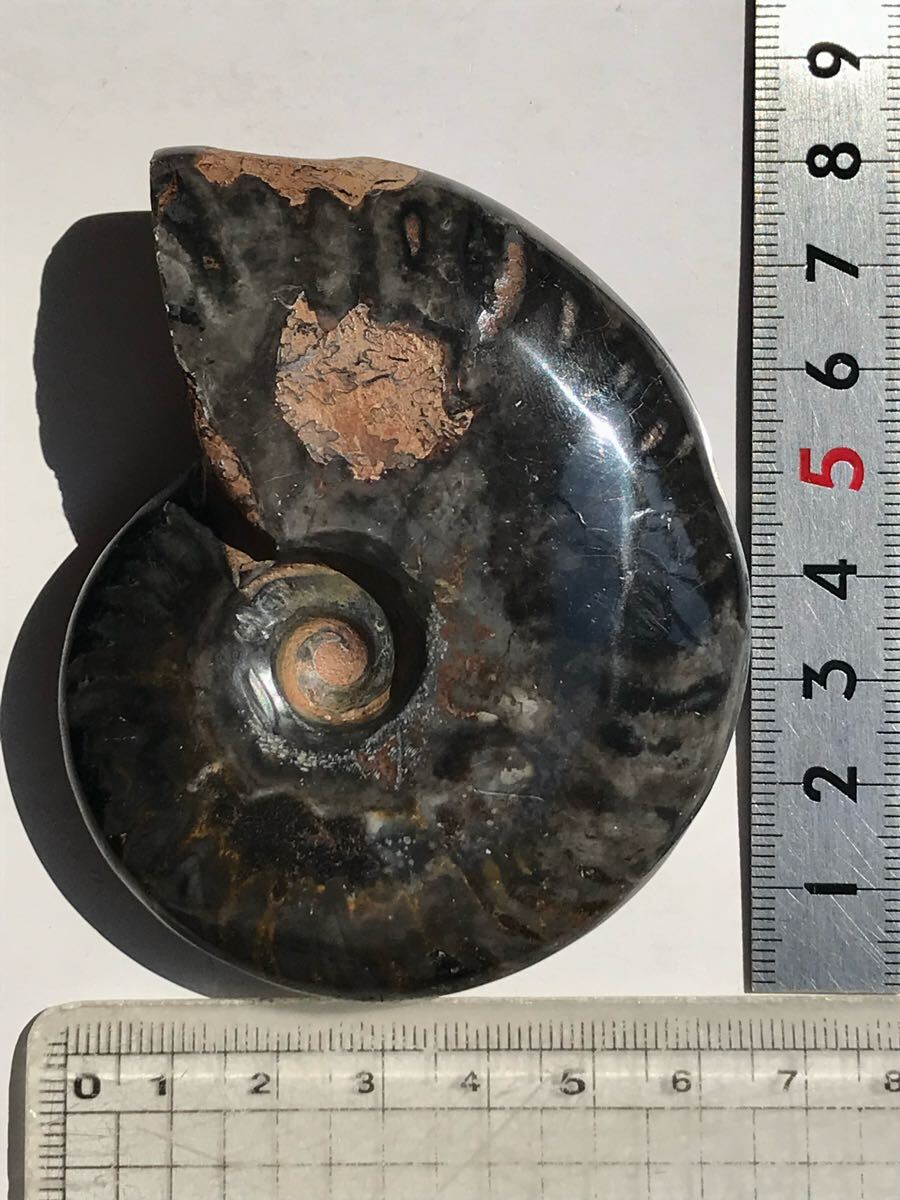 マダガスカル産新地層産ブラックアンモナイト 120g 8.2cm 1円 マダガスカル産新地層産ブラックアンモナイト 120g 8.2cm 1円