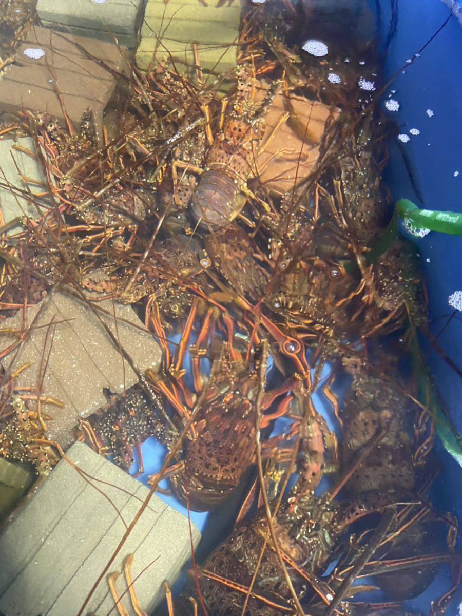 活き　伊勢海老2キロ　