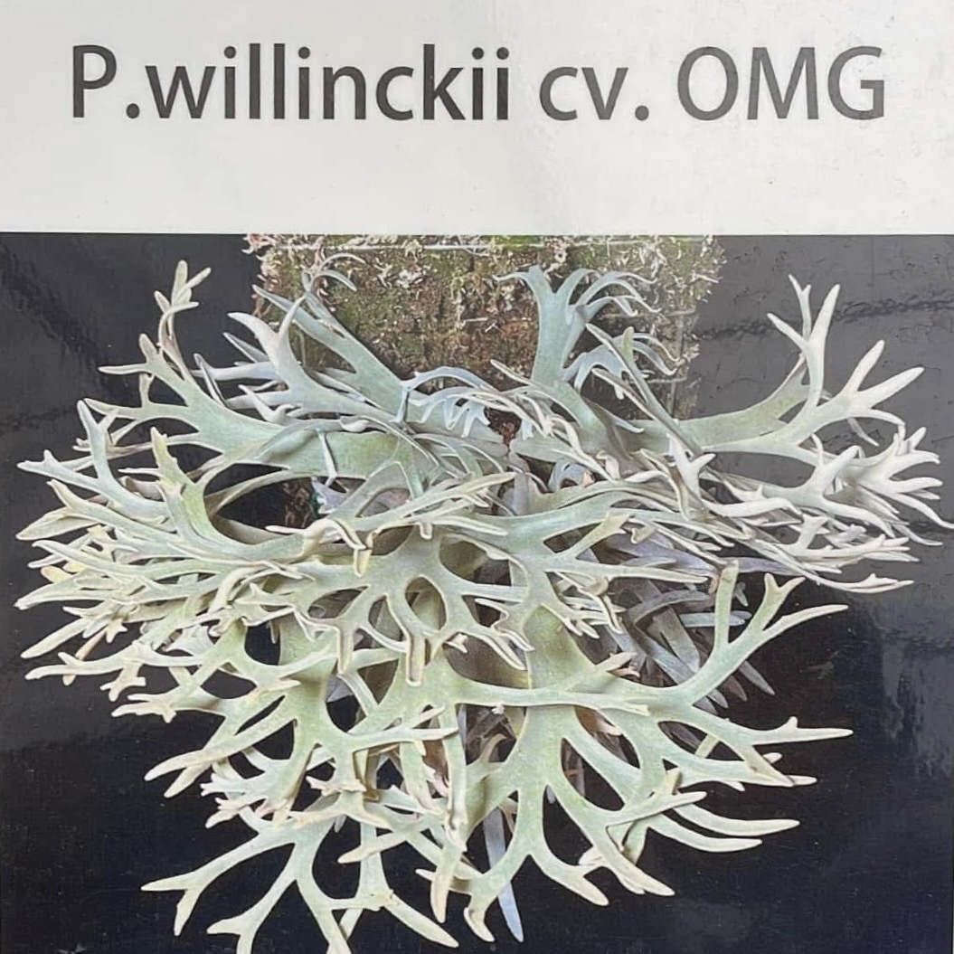P.Willinckii cv. OMG spore @P.Kensuke ウィリンキー オー P.Willinckii cv. OMG spore @P.Kensuke ウィリンキー オー