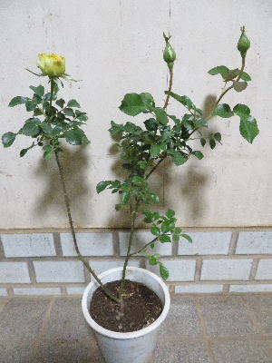 item_image_2