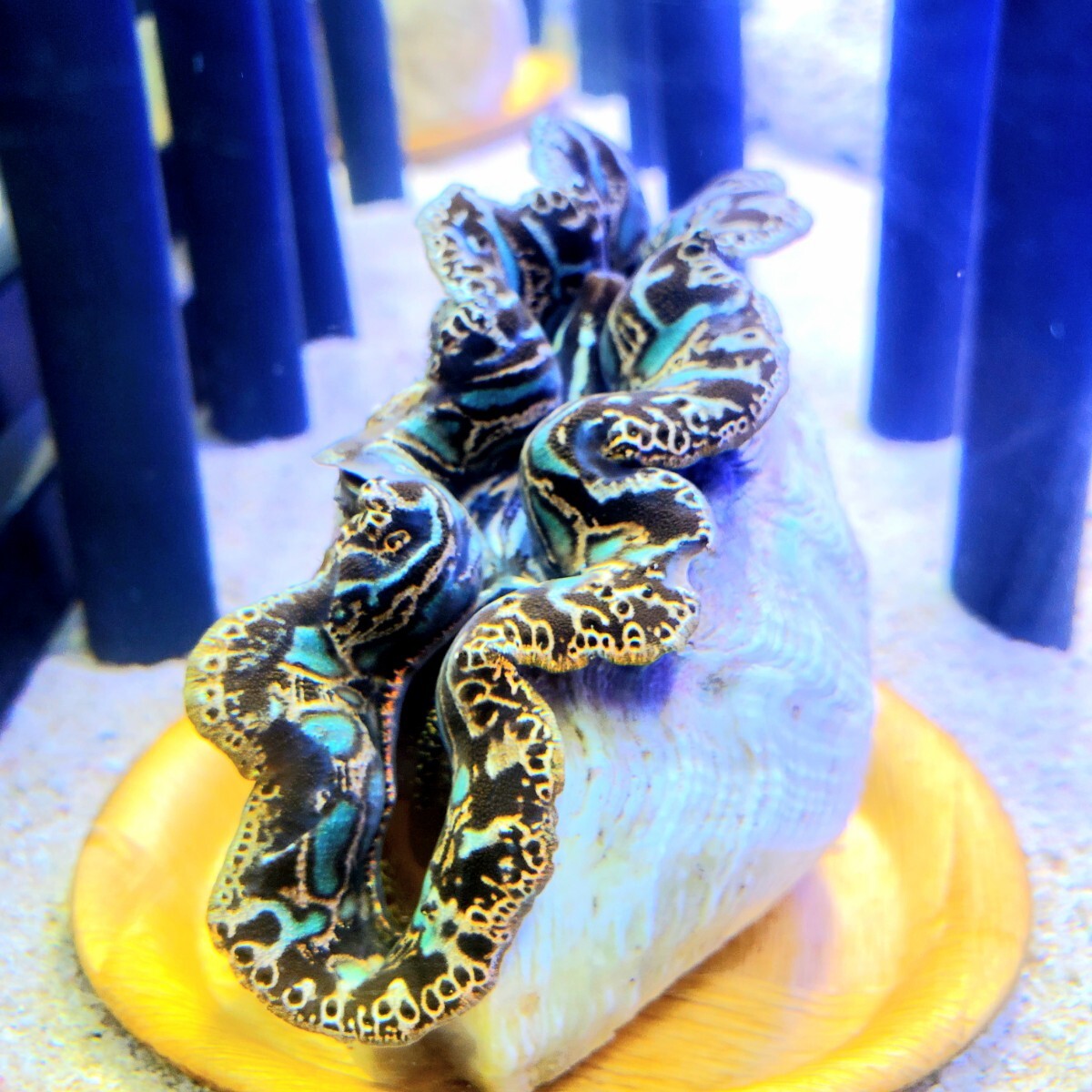 レアカラー】水色に輝くシャコガイ9cm - 珍しい逸品をお探しの方 レアカラー】水色に輝くシャコガイ9cm - 珍しい逸品をお探しの方