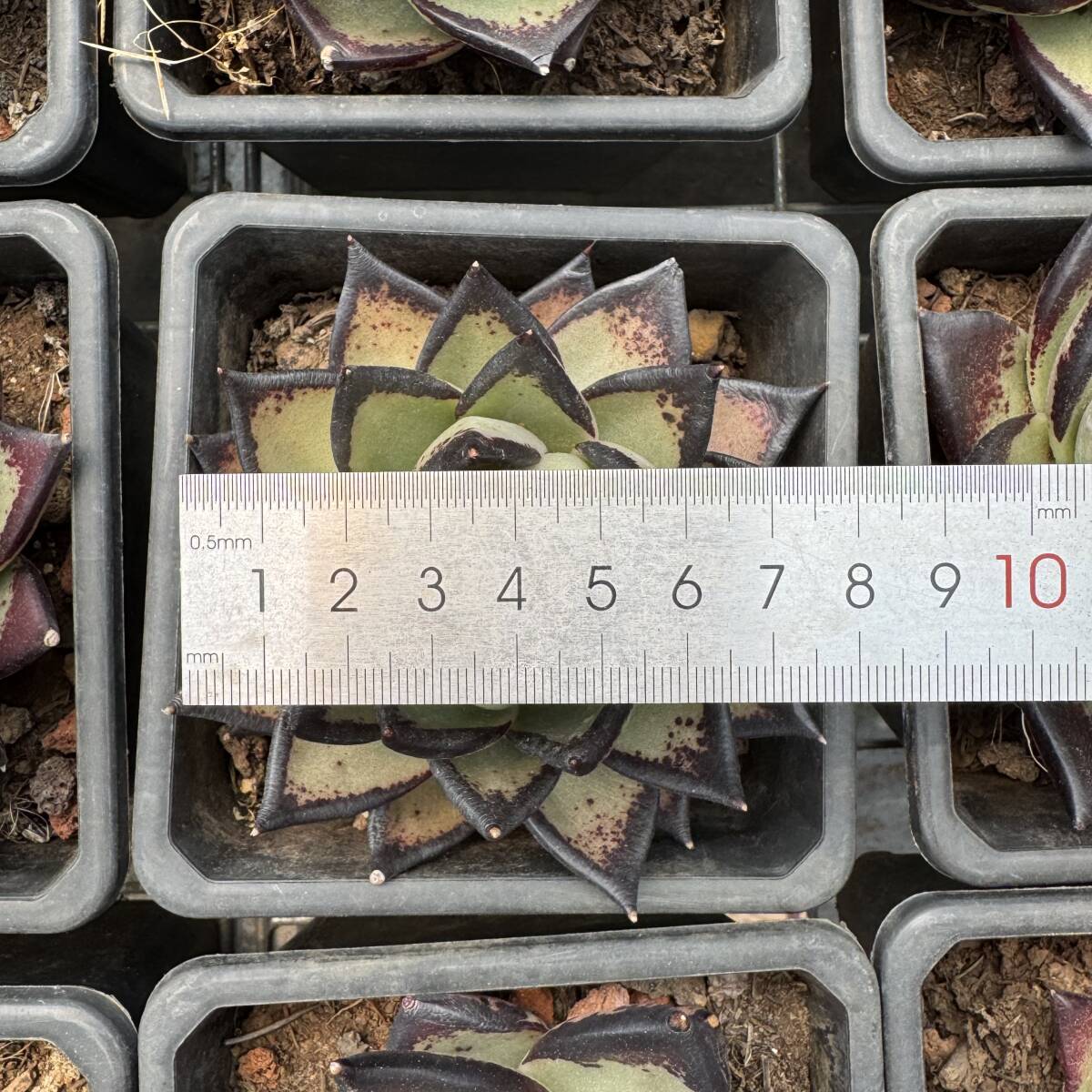 24株 X516多肉植物 エケベリア 黑檀 エボニー サボテン 観葉植物 24株 X516多肉植物 エケベリア 黑檀 エボニー サボテン 観葉植物