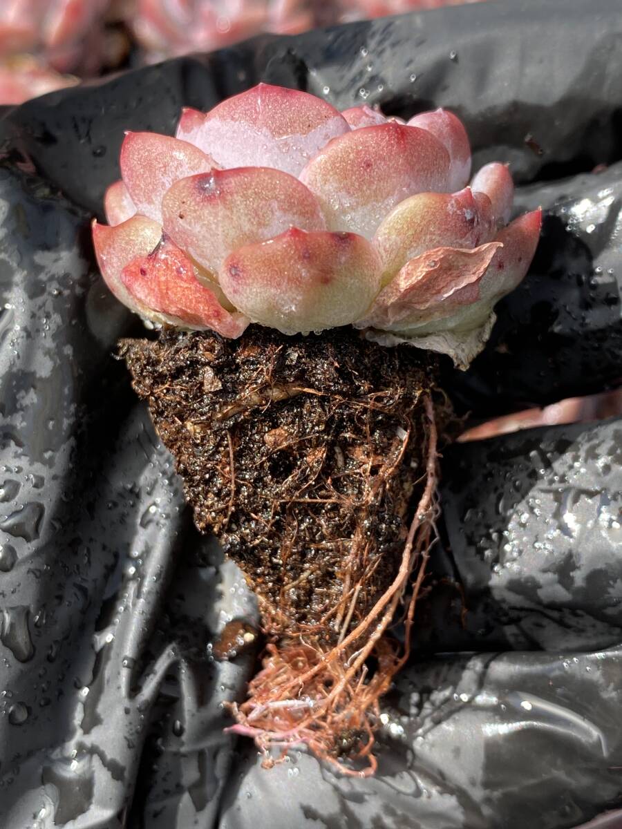 105株 Q711 多肉植物 エケベリア 琥珀 観葉植物 花 園芸 レア種 105株 Q711 多肉植物 エケベリア 琥珀 観葉植物 花 園芸 レア種
