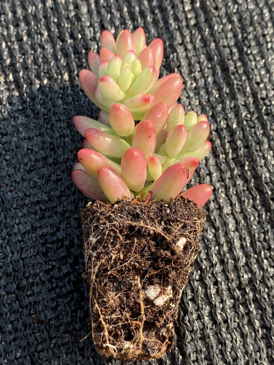 72株 S766 多肉植物 エケベリア 虹の玉 観葉植物 花 園芸 レア種 72株 S766 多肉植物 エケベリア 虹の玉 観葉植物 花 園芸 レア種