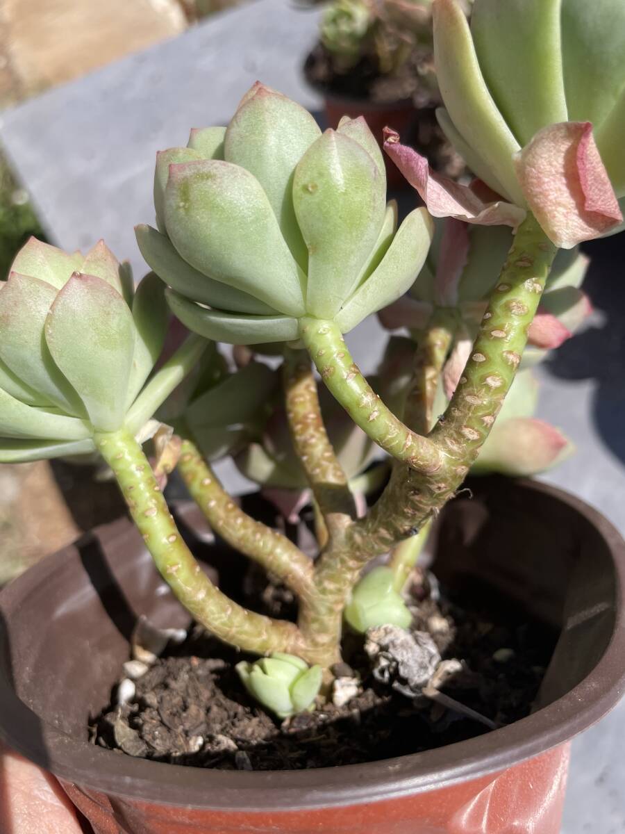 20株 T505 多肉植物 エケベリア 緑薔薇 サボテン 観葉植物 花 20株 T505 多肉植物 エケベリア 緑薔薇 サボテン 観葉植物 花