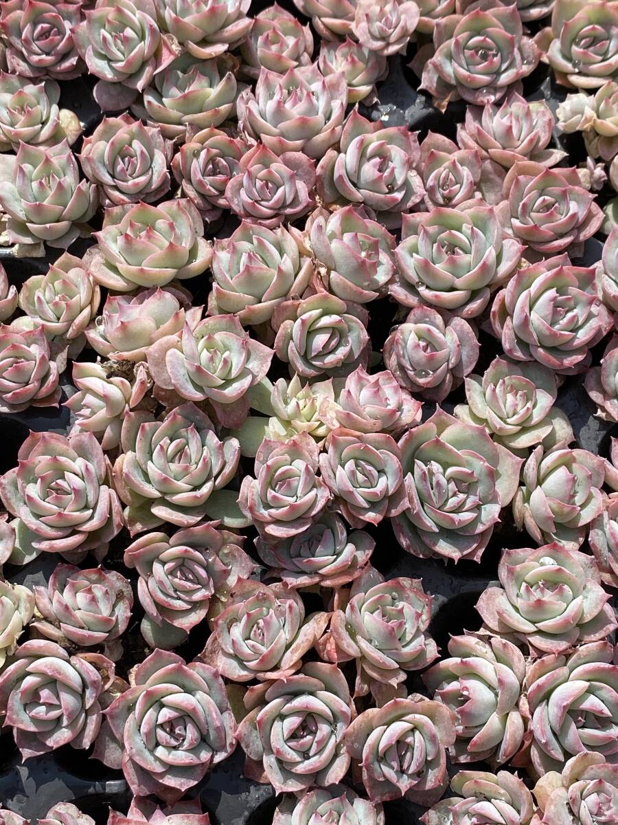 72株 T758 多肉植物 エケベリア ピンクムーンライト 観葉植物 花 72株 T758 多肉植物 エケベリア ピンクムーンライト 観葉植物 花