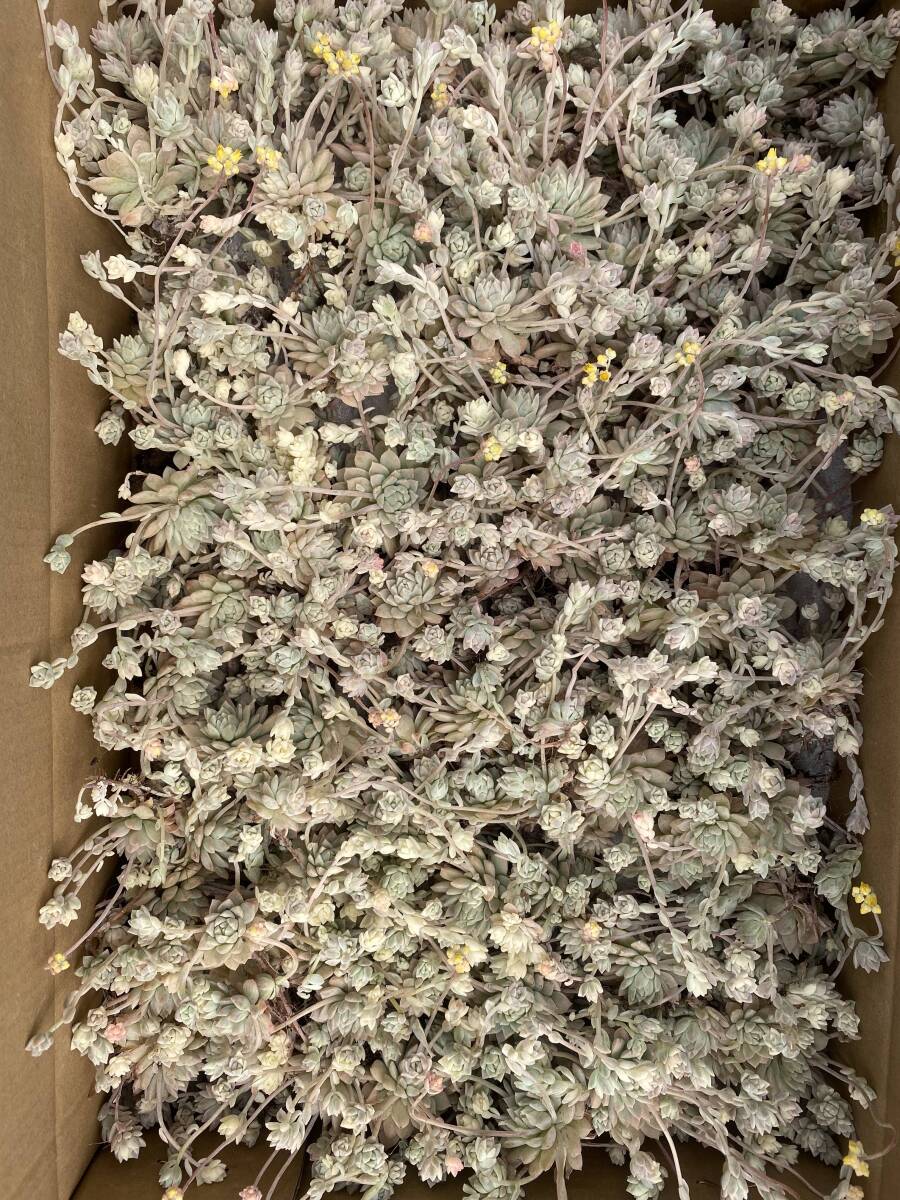 57株 V403多肉植物 エケベリア 雪の花 サボテン 観葉植物 花 57株 V403多肉植物 エケベリア 雪の花 サボテン 観葉植物 花