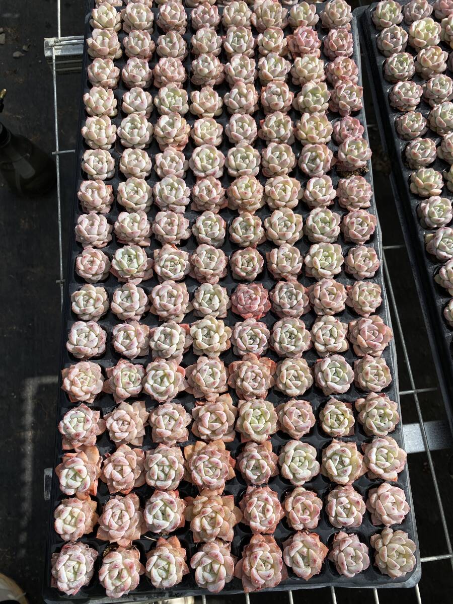 128株 X736 多肉植物 エケベリア いちごジャム 観葉植物 花 園芸 128株 X736 多肉植物 エケベリア いちごジャム 観葉植物 花 園芸