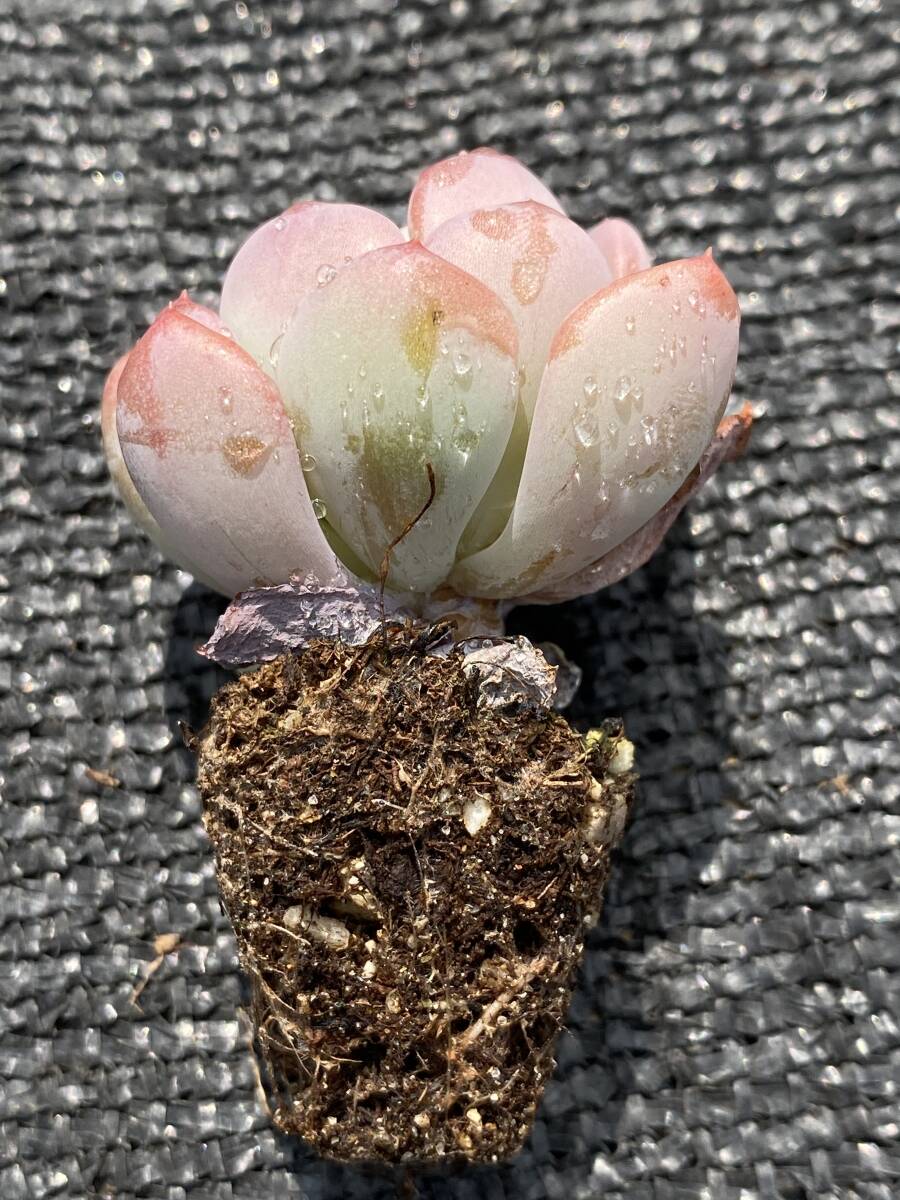 72株 X769 多肉植物 エケベリア フルタ?ジェニー 観葉植物 花 72株 X769 多肉植物 エケベリア フルタ?ジェニー 観葉植物 花